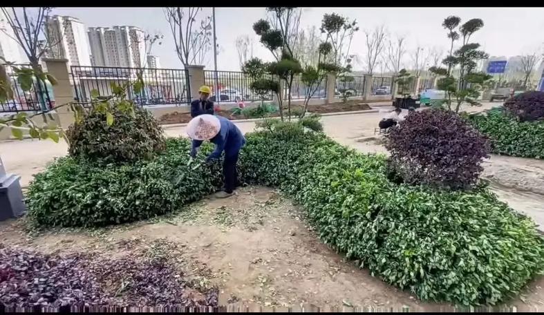 市政園林綠化工程 以專業(yè)施工，繪就城市生態(tài)畫(huà)卷